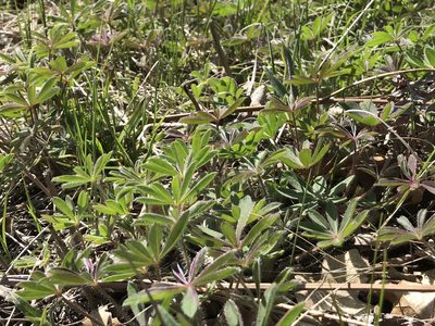 Lupinus perennis, photographed by Rae Bosley