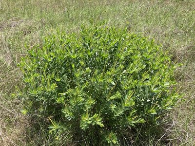 Stillingia sylvatica, photographed by Kate Tillotson-Chavez
