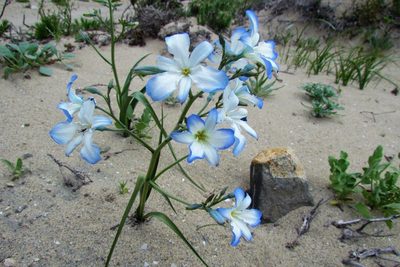 Zephyra elegans, photographed by Bernardino Camousseigt