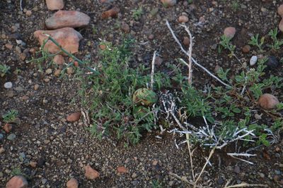 Asparagus striatus, photographed by Tony Rebelo
