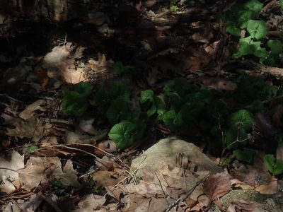 Asarum canadense, photographed by Lynn Harper