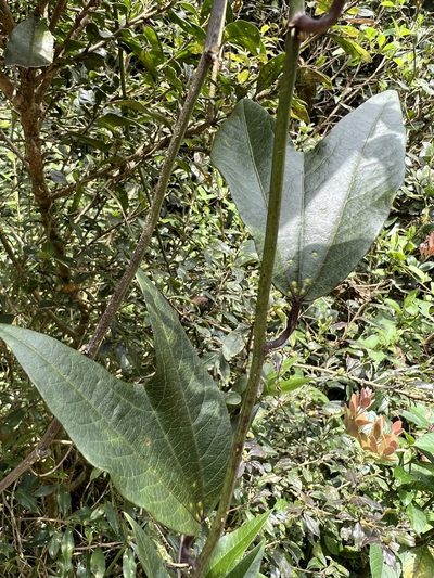 Passiflora chelidonea, photographed by Nicolás Baresch Uribe