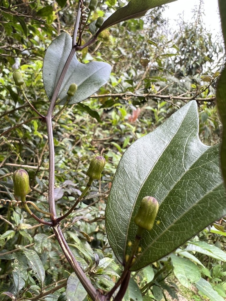 Passiflora chelidonea, photographed by Nicolás Baresch Uribe