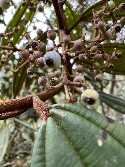 Miconia miocarpa, photographed by Nicolás Baresch Uribe