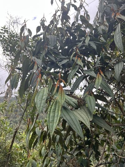 Miconia miocarpa, photographed by Nicolás Baresch Uribe