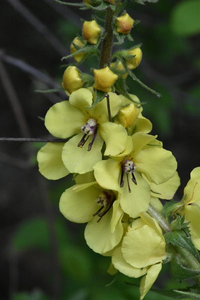 Verbascum salgirensis, photographed by Марина Садыкова