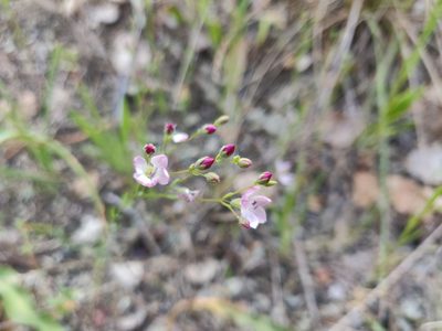 Linum congestum, photographed by Alexander Wentworth