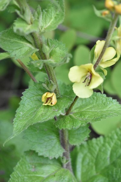 Verbascum salgirensis, photographed by Марина Садыкова