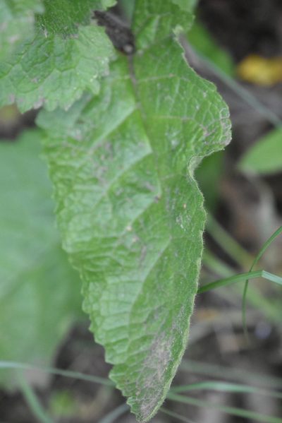 Verbascum salgirensis, photographed by Марина Садыкова