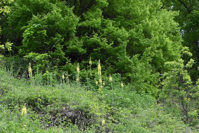 Verbascum salgirensis, photographed by Марина Садыкова