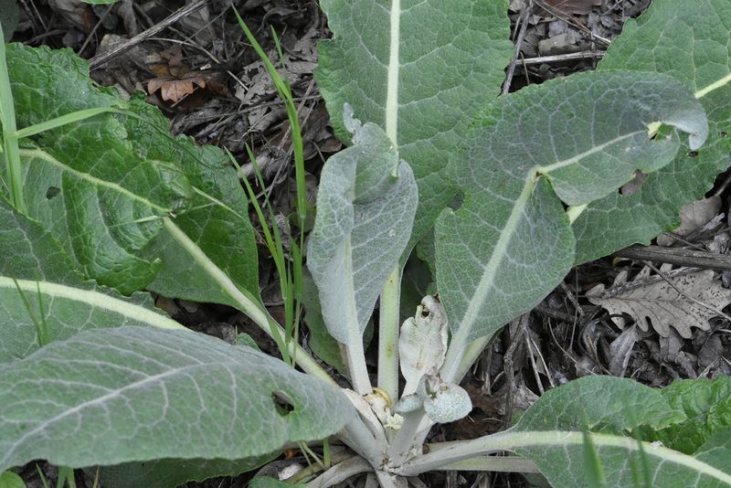 Verbascum gnaphalodes, photographed by Марина Садыкова