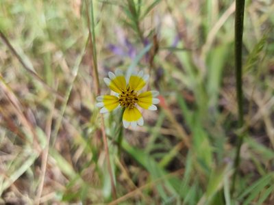 Layia platyglossa