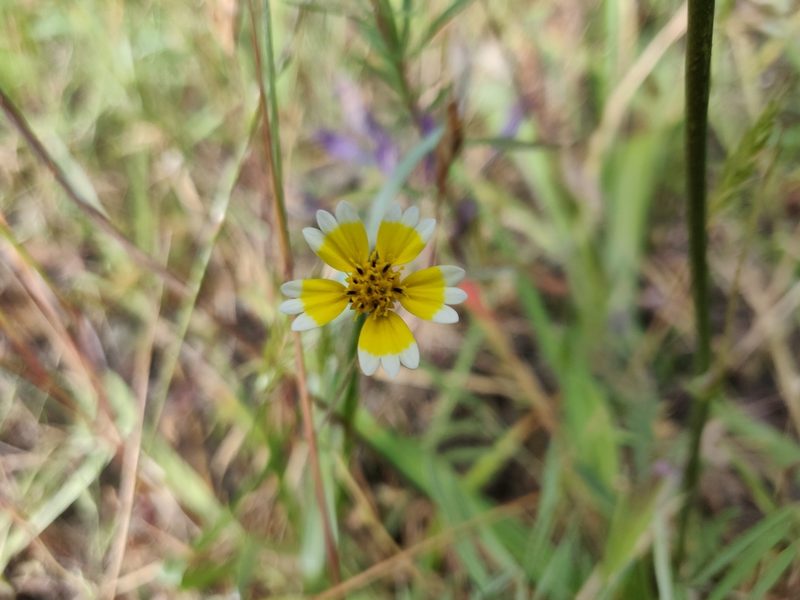 Layia platyglossa, photographed by Alexander Wentworth