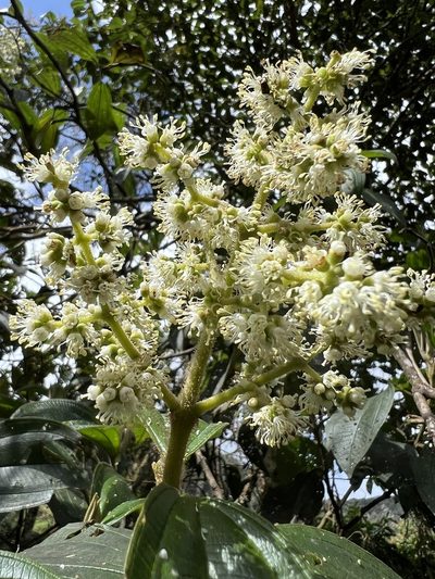 Miconia plethorica, photographed by Nicolás Baresch Uribe