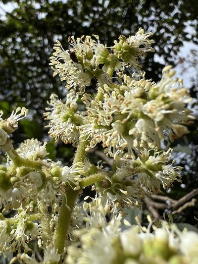 Miconia plethorica, photographed by Nicolás Baresch Uribe