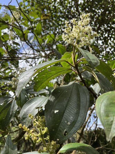 Miconia plethorica, photographed by Nicolás Baresch Uribe