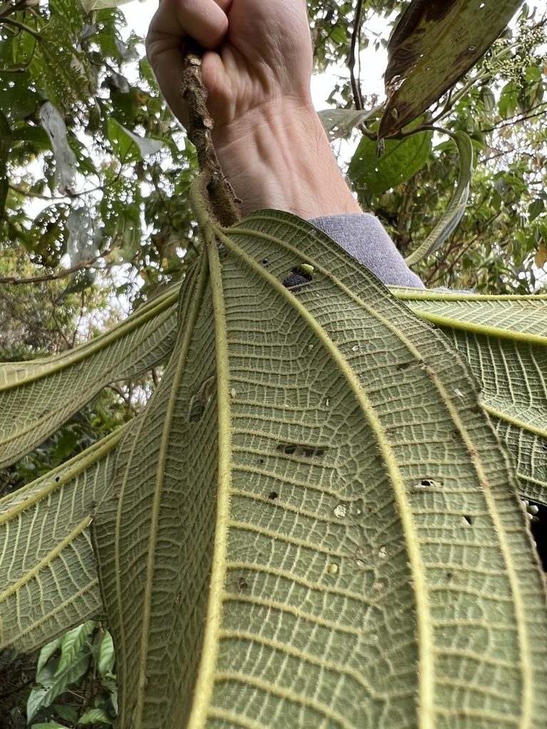 Miconia plethorica, photographed by Nicolás Baresch Uribe