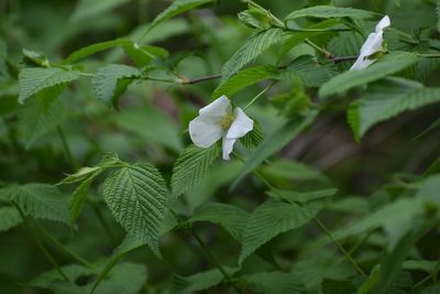 Rhodotypos scandens, photographed by Neli Kanonerova