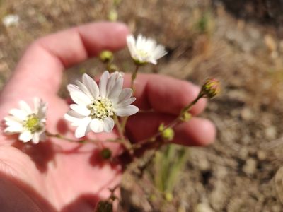 Hemizonia congesta, photographed by Alexander Wentworth