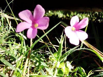 Oxalis hispidula, photographed by Paisaje Protegido Paso Centurión y Sierra de Ríos