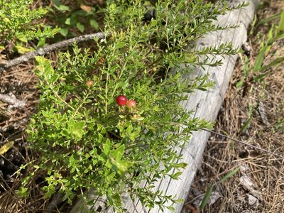 Vaccinium myrsinites, photographed by Lauren Gillett