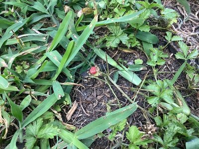 Potentilla hebiichigo