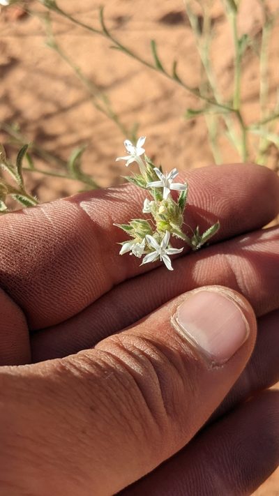 Ipomopsis gunnisonii, photographed by Darrin Gobble