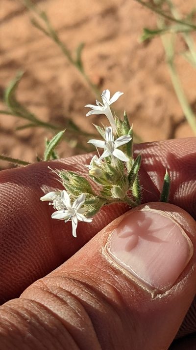 Ipomopsis gunnisonii, photographed by Darrin Gobble
