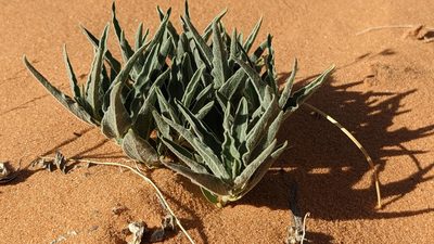 Asclepias involucrata, photographed by Darrin Gobble