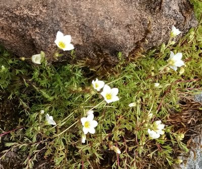 Saxifraga hypnoides, photographed by Jane Concannon