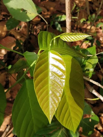 Shorea robusta, photographed by Suhel Quader