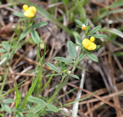 Stylosanthes biflora, photographed by Lauren McLaurin