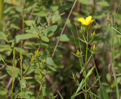 Rhexia lutea, photographed by Lauren McLaurin