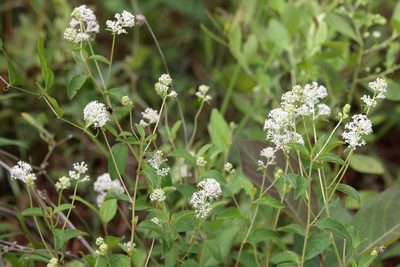 Ceanothus americanus, photographed by Lauren McLaurin