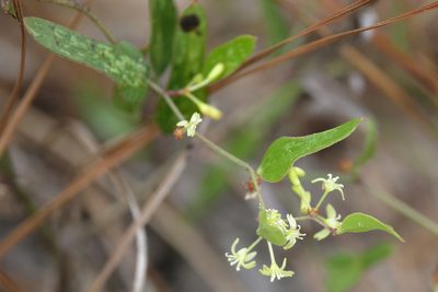 Smilax auriculata, photographed by Lauren McLaurin