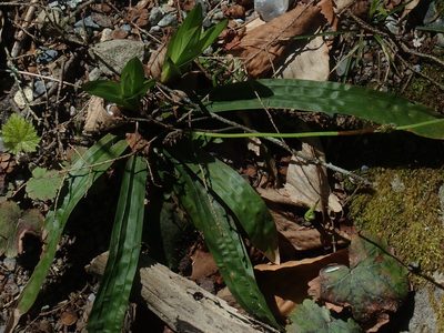 Carex plantaginea, photographed by Lynn Harper