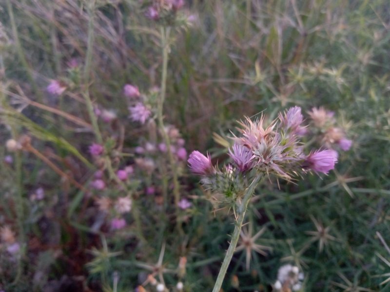 Carduus tenuiflorus, photographed by Duarte Frade
