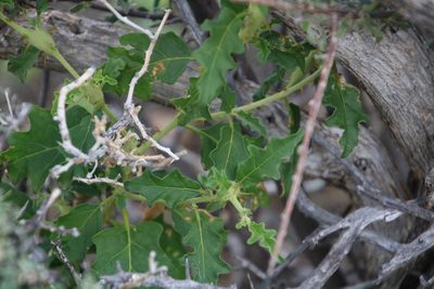 Solanum capense, photographed by Tony Rebelo