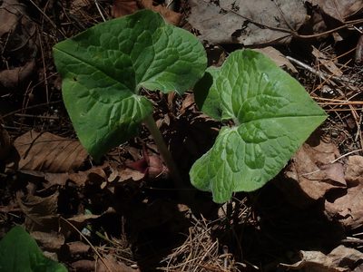 Asarum canadense, photographed by Lynn Harper