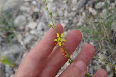 Galphimia angustifolia, photographed by Eric Knight