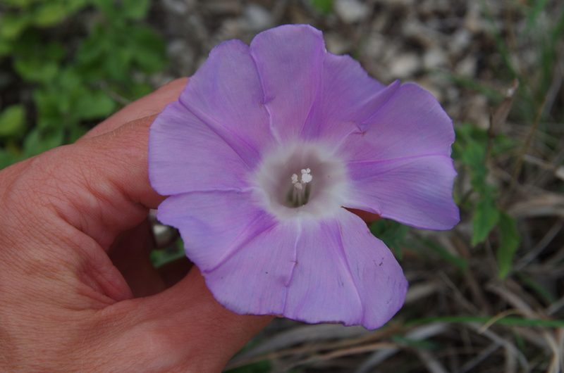 Ipomoea lindheimeri, photographed by Eric Knight