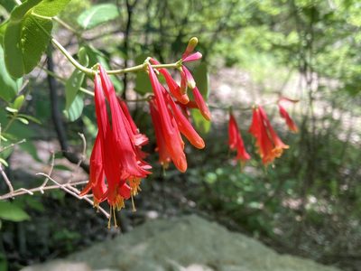 Lonicera sempervirens, photographed by Hill Craddock