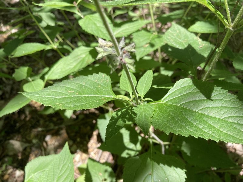 Salvia urticifolia, photographed by Hill Craddock