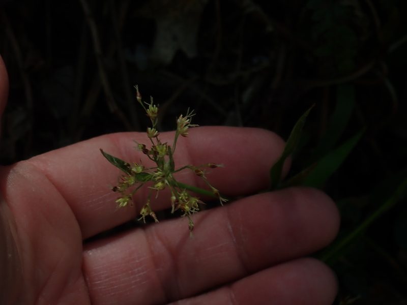 Luzula acuminata, photographed by Lynn Harper