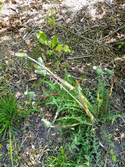 Taraxacum lacistophylloides, photographed by Vladimír Fuka