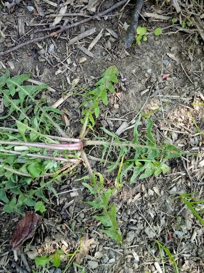 Taraxacum lacistophylloides, photographed by Vladimír Fuka