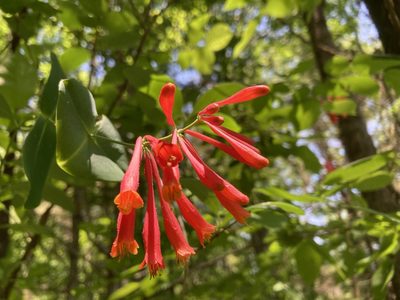 Lonicera sempervirens, photographed by Hill Craddock