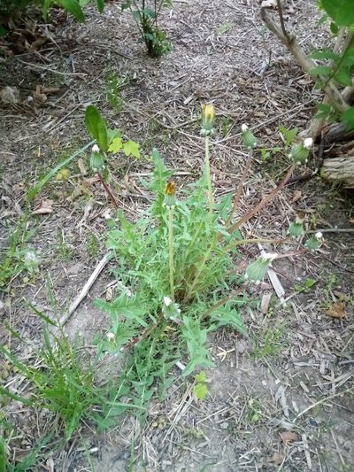 Taraxacum lacistophylloides, photographed by Vladimír Fuka