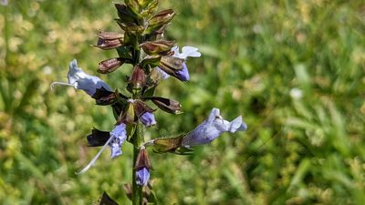 Salvia lyrata, photographed by Joseph Aubert