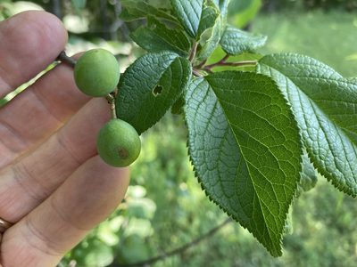 Prunus americana, photographed by Hill Craddock